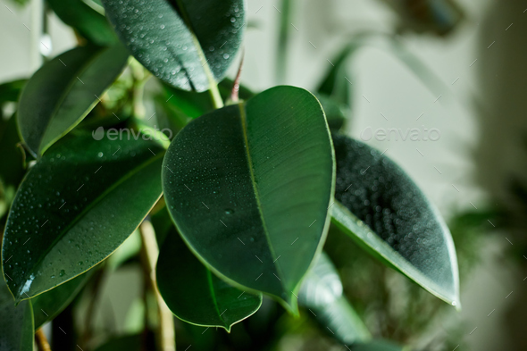 Close Up Home Plant Rubber Plant Or Ficus Elastica Wit Water Drop Stock Photo By VoktoriiaBondar